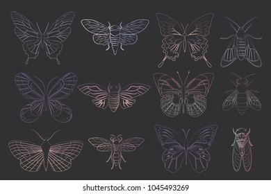 Set of holography insect in outline and sketch style. Editable vector illustration
