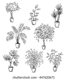 Set of home flowers in pots, vector drawing, fully editable