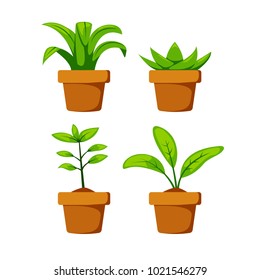 Set home or indoor plant on pot vector object element decoration for illustration project