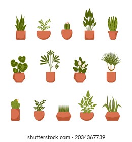 Set of home plants in clay pots. Vector collection of houseplants in flat style.