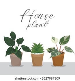Set of home plants in flowerpot Houseplants vector illustration