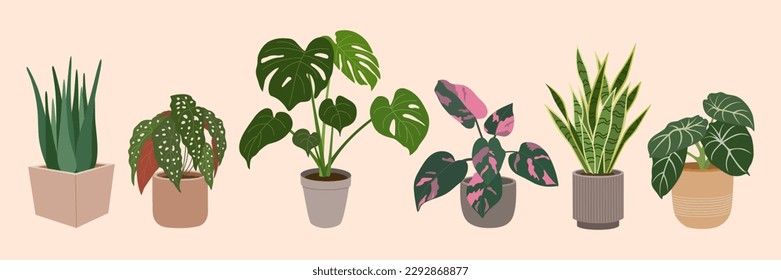 Set of home plants in flowerpots. Houseplants for modern home decoration. Hand drawn vector illustration isolated on light background, flat cartoon style.