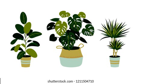 Set of home plants, including ficus, monstera, dracaena isolated on white. Home plants in pots. Interior design elements.