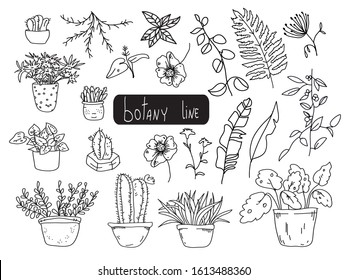 Set of home plants isolated. Collection of natural leaves of grass in line style. Vector illustration.