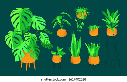 Set of home plants. Monstera. Creates comfort and decorates the interior. Green corner. Vector flat illustration with the addition of noise.