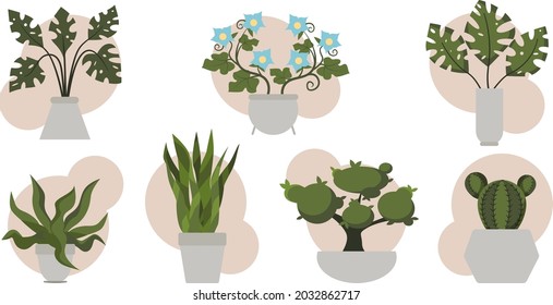 Set home plants in the pot