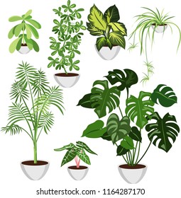 set of home plants in pots