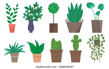 Set of home plants in pots, cacti.