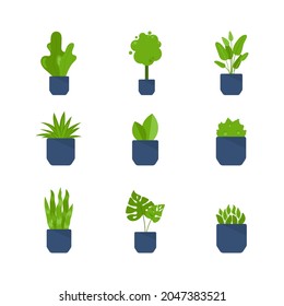 Set of home plants in pots. Green botanical house decor collection for home or office