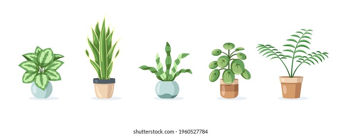 Set of home plants in pots isolated on white background in flat style. Vector illustration
