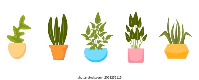 Set of home plants in pots. Vector collection of house plants in flat style.