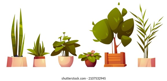 Set of home potted plants and trees in flowerpots. Domestic tropical decorative palms, houseplants in wood and ceramics pots interior decor isolated graphic design elements Cartoon vector illustration