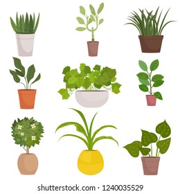 Set of homemade green plants in colorful pots isolated on white.