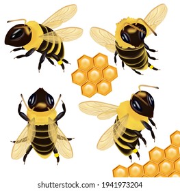 Set Honey bee from different angles on white background. Bee icon with honeycomb. Vector illustration.