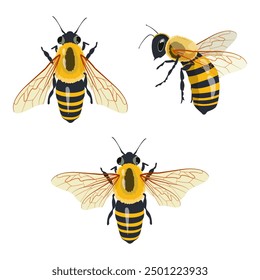 Set Honey Bee Icons Close Up Isolated on White Background. Queen Honey Bee Design Template, Vector Illustration