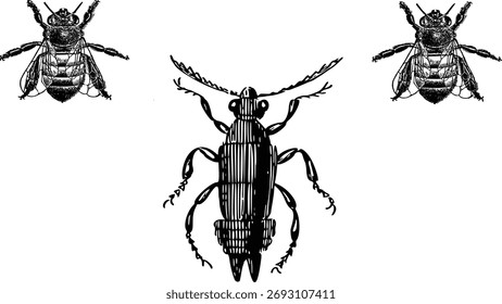 Conjunto de Vector de estilo de línea de logotipo de abeja de miel. 