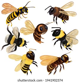 Set Honey bee, wasp, hornet, bumblebee from different angles on white background. Vector icon set.