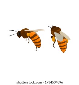 Un conjunto de abejas de miel icono aislado. Animal de abeja de miel sobre fondo blanco.