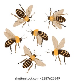 Set of honey bees on a white background from different sides. Vector cartoon, honey bee icon.