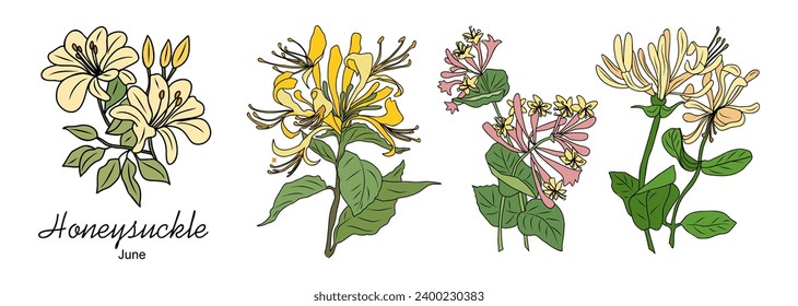 Set of Honeysuckle June birth month flower vector.