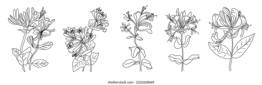 Set of honeysuckle line art drawings. June birth month flower. Hand drawn monochrome black ink outline vector art illustrations. Perfect for tattoo, jewelry, wall art design.