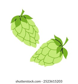 Establecer cono de salto. Ingrediente para hacer cerveza. Una planta herbácea trepadora. Lúpulo. Ilustración sobre fondo blanco.