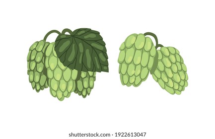 Set of Hop Cone Plants, Hops on Branch with Leaves, Humulus Lupulus, Brewery Industry Products Design Cartoon Style Vector Illustration