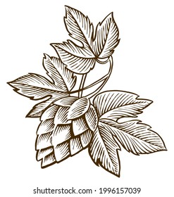 Set of Hop Engraving Illustration Style in Black and white for logo branding design element