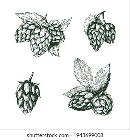 
Set hop herb plants with leaf. Isolated on white background. For labels, packaging, poster with production process brewery beer. Vector vintage engraved illustration. Hand drawn design element