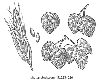 Set hop herb plants with leaf and Ear of barley. Isolated on white background. For poster with production process brewery beer or whiskey. Vector color vintage engraved illustration. 