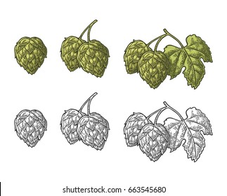 Plantas de hierbas de lúpulo con hoja. Vector color y negro vintage ilustración grabada. Elemento de diseño dibujado a mano. Aislado sobre fondo blanco. Para la etiqueta, cartel con el proceso de producción de cerveza cervecera.