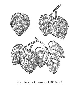 Set hop herb plants wih leaf. Isolated on white background. For labels, packaging and poster with production process brewery of beer. Vector vintage engraved illustration. Hand drawn design element