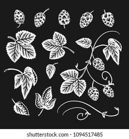 Set with hop leaves and cones. Engraved style. Black and white. Vintage vector floral background. 