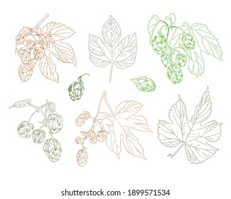 Conjunto de plantas de lúpulo. Ilustración de plantas, tallos, hojas dibujadas a mano por vectores.  Para menú, recetas, folletos o invitación.