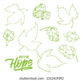 Set with hops on white background. Drawing sketch. Vector illustration.