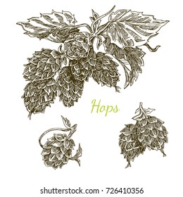 Set of hops. Sketch. Vector illustration 