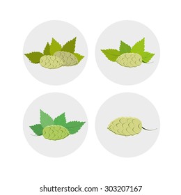 Set of hops vector graphic icon or logo.