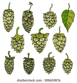 Set of Hops vector visual graphic icon or logo, ideal for beer, stout, ale, lager, bitter labels and packaging etc. Hop is a herb plant which is used in the brewery of beer. Vector illustration.