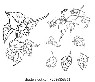 Conjunto de lúpulo de vid, humulus, hojas de Ilustración vectorial lineal blanco negro aislado. Conos de lúpulo, rama, zarcillo, contorno monocromo dibujado a mano en boceto botánico para etiqueta de cerveza, Oktoberfest, elaboración de cerveza.