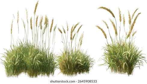 Set of Hordeum jubatum bobtail barley squirreltail barley foxtail barley intermediate barley isolated frontal perfectly cutout tree vector illustration, wild grass, prairie plants, dryland vegetation.