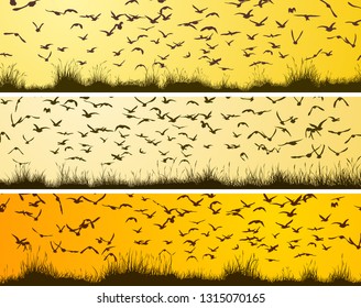 Set of horizontal banners with flock of birds at sunset over meadow.