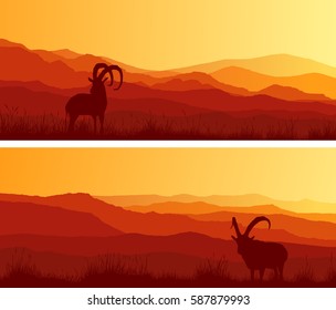 Set of horizontal wide banners of goats grazing in meadows at sunset.