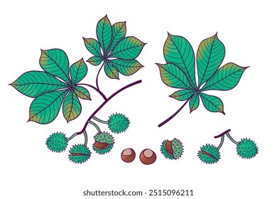 Set of Horse chestnut branch with leaf and nuts. Autumn vector illustration