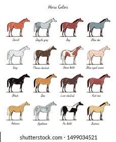 Set of horse color chart breeds.  Equine coat colors with text. Equestrian scheme. Black, bay, sorrel, chestnut, dun, dapple grey, appaloosa, pie-bald types of horses. Hand drawn vector flat cartoon svg