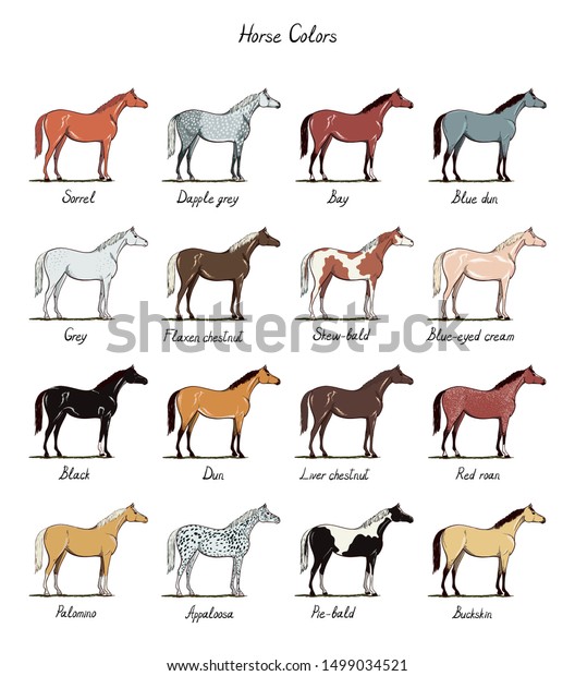 Horse Hands Chart