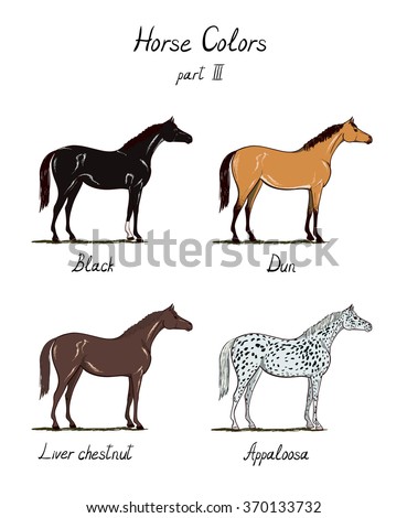 Set of horse color chart on white.  Equine coat colors with text. Equestrian scheme. Bay, sorrel, chestnut, black, grey, blue dun, dapple, appaloosa types of horses. Vector hand drawn illustration. 