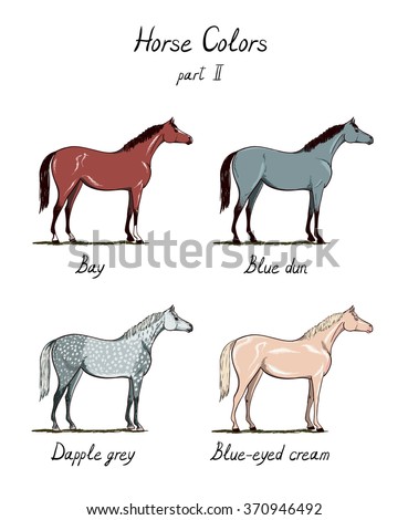 Set of horse color chart on white.  Equine coat colors with text. Equestrian scheme. Bay, sorrel, chestnut, black, grey, blue dun, dapple, appaloosa types of horses. Vector hand drawn illustration. 