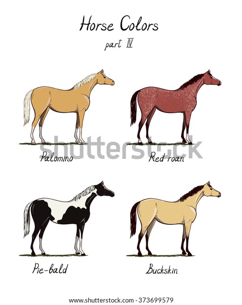 Types Of Horses Chart