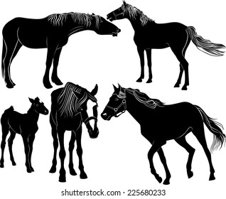 set of horse isolated on white background
