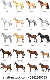 Set of Horse , stallion and pony - Vector